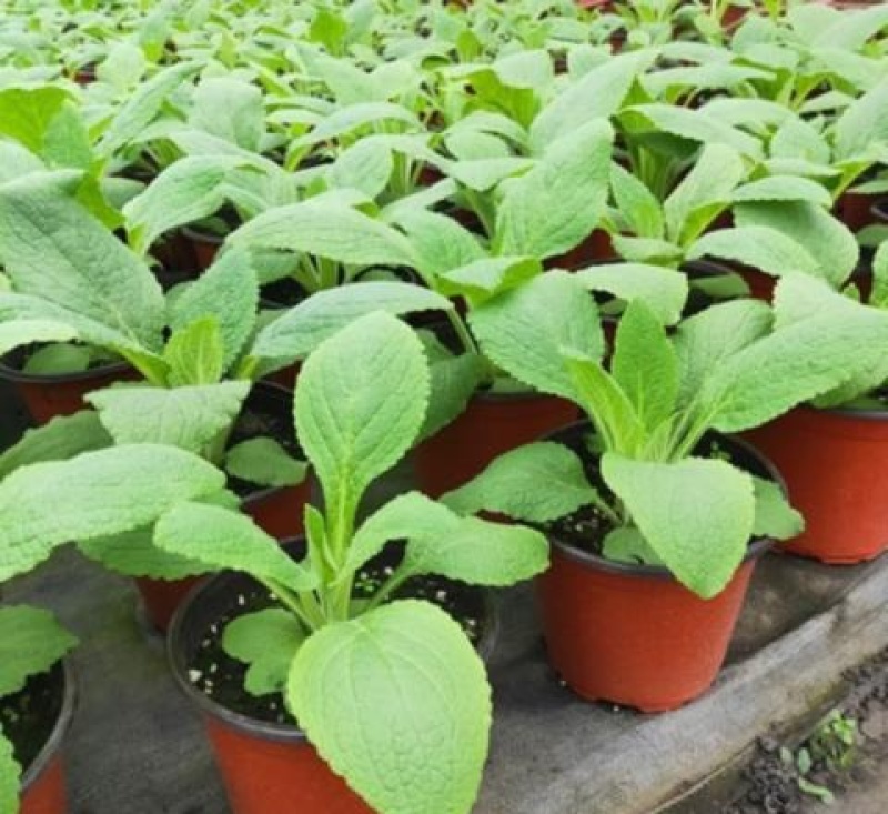 毛地黄花苗盆栽易种耐寒绿植庭院花镜宿根观花植物民宿花草
