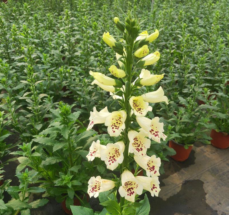毛地黄花苗盆栽易种耐寒绿植庭院花镜宿根观花植物民宿花草