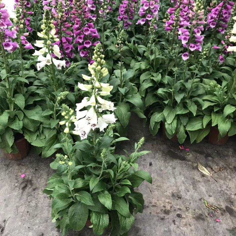 毛地黄花苗盆栽易种耐寒绿植庭院花镜宿根观花植物民宿花草