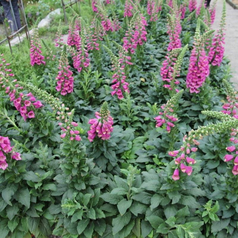 毛地黄花苗盆栽易种耐寒绿植庭院花镜宿根观花植物民宿花草