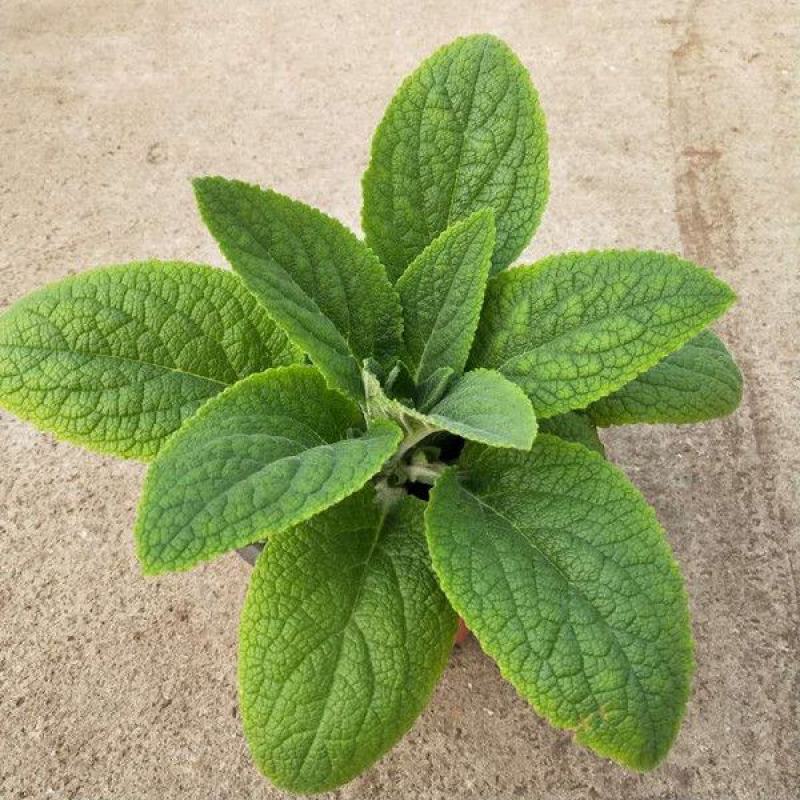 毛地黄花苗盆栽易种耐寒绿植庭院花镜宿根观花植物民宿花草