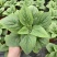 毛地黄花苗盆栽易种耐寒绿植庭院花镜宿根观花植物民宿花草