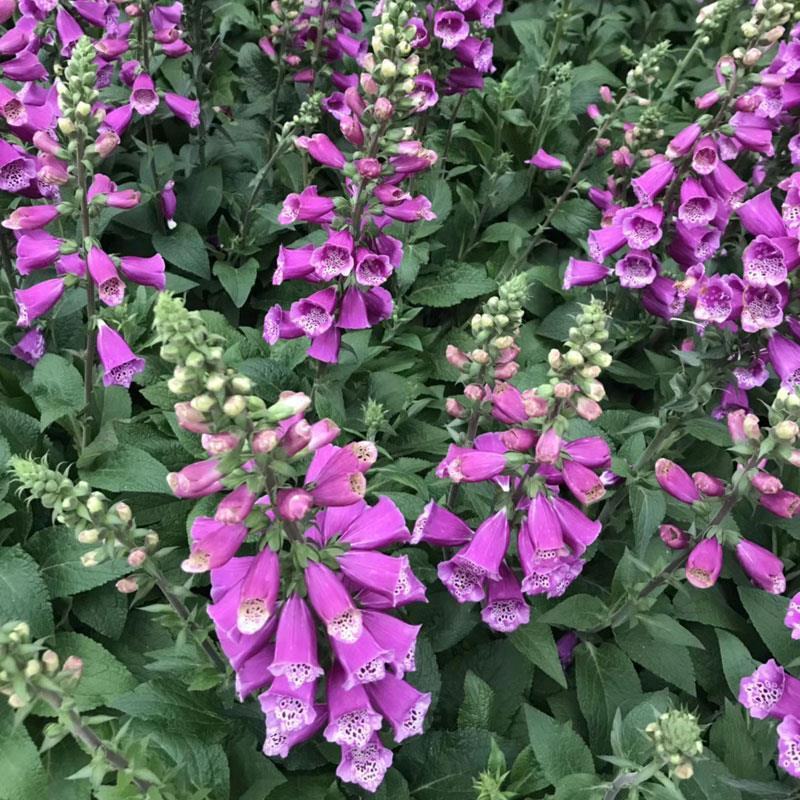毛地黄花苗盆栽易种耐寒绿植庭院花镜宿根观花植物民宿花草