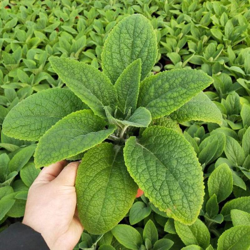 毛地黄花苗盆栽易种耐寒绿植庭院花镜宿根观花植物民宿花草