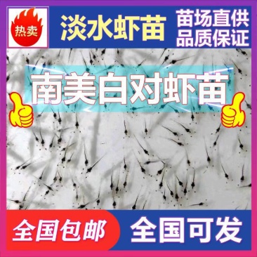 (热销)南美白对虾虾苗基围虾虾苗淡水虾苗一代快大虾苗包邮