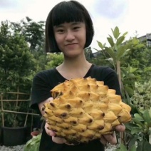 新品种黄龙释迦苗凤梨释迦苗红皮释迦苗嫁接苗带土带叶发货