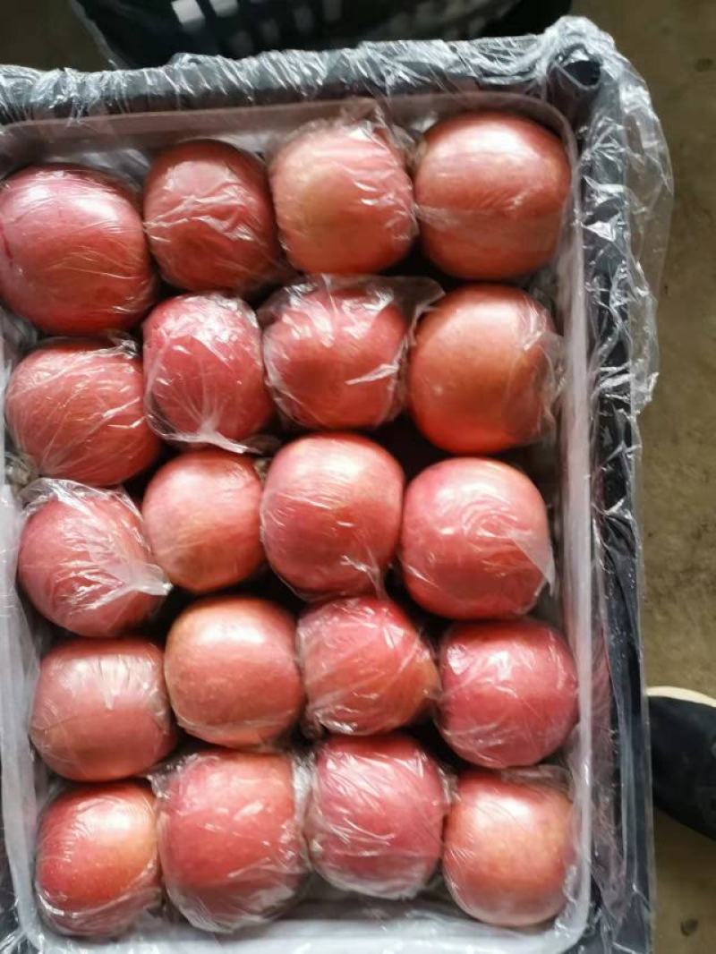 陕西纸加膜富士商品果，条纹的，片红，