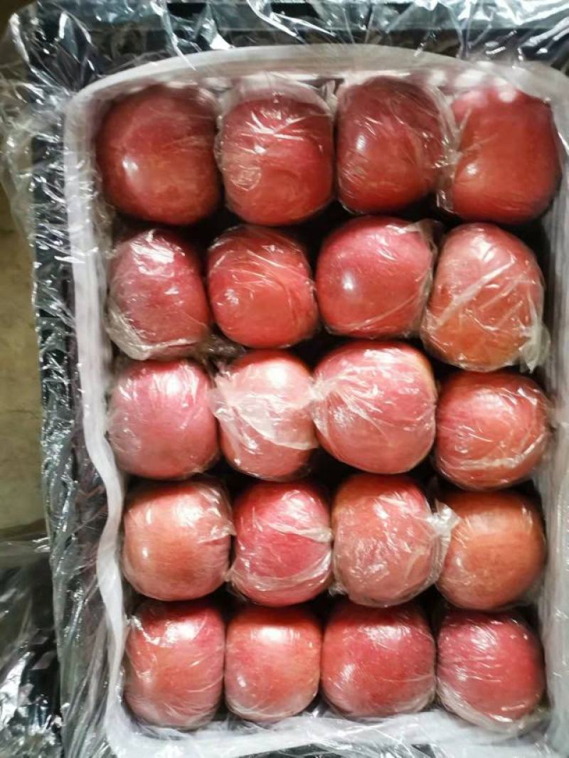 陕西纸加膜富士商品果，条纹的，片红，