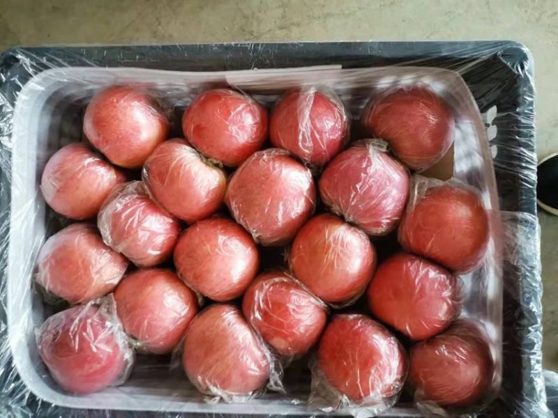 陕西纸加膜富士商品果，条纹的，片红，