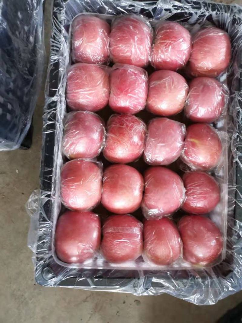 陕西纸加膜富士商品果，条纹的，片红，