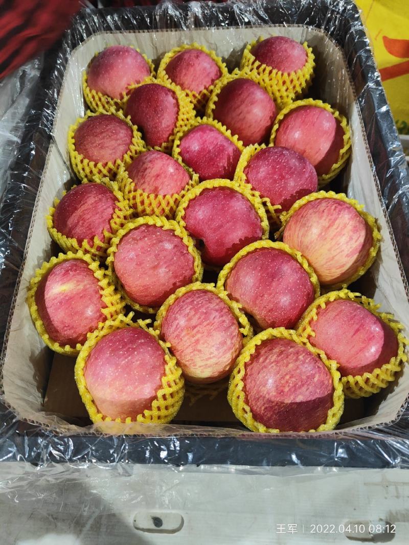 陕西纸加膜富士商品果，条纹的，片红，
