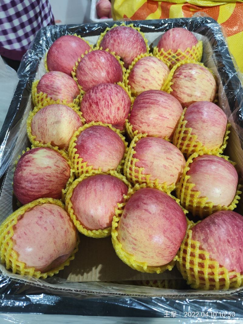 陕西纸加膜富士商品果，条纹的，片红，