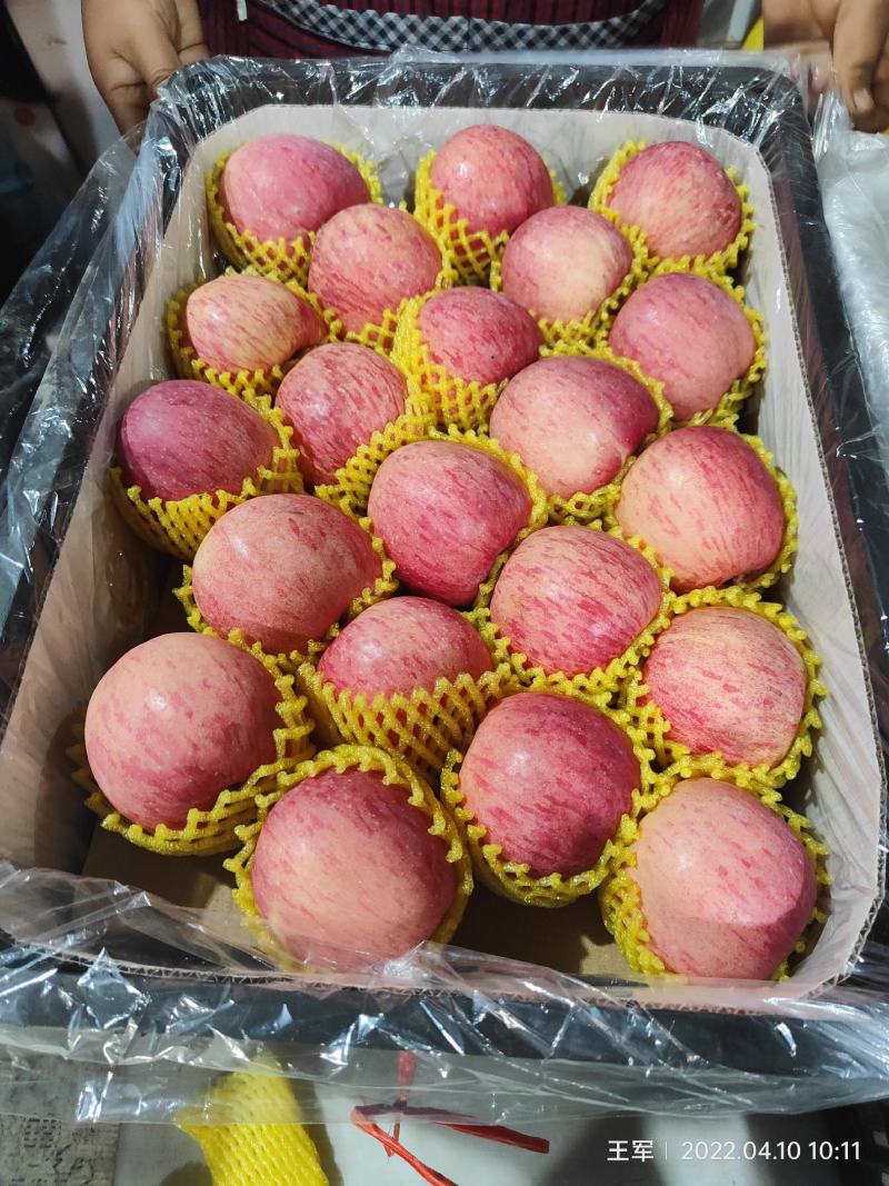 陕西纸加膜富士商品果，条纹的，片红，