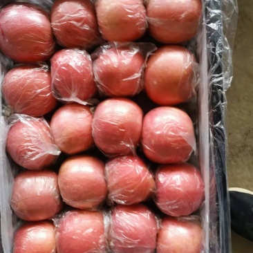 陕西纸加膜富士商品果，条纹的，片红，
