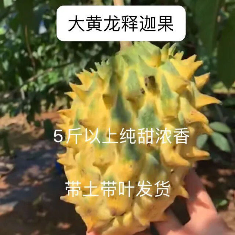 新品种黄龙释迦苗凤梨释迦苗红皮释迦苗嫁接苗带土带叶发货