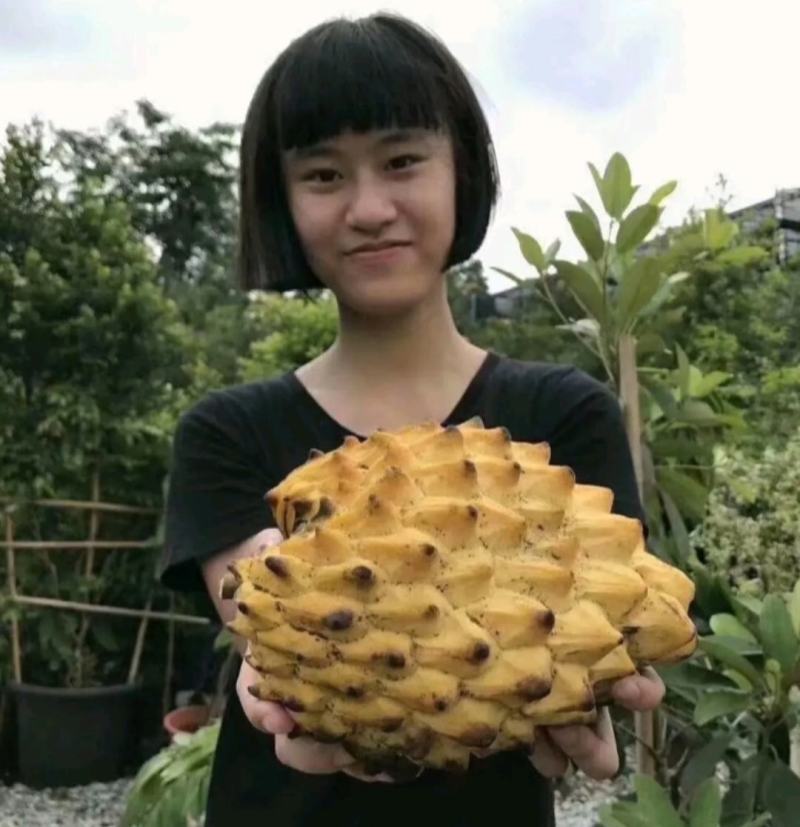 新品种黄龙释迦苗凤梨释迦苗红皮释迦苗嫁接苗带土带叶发货