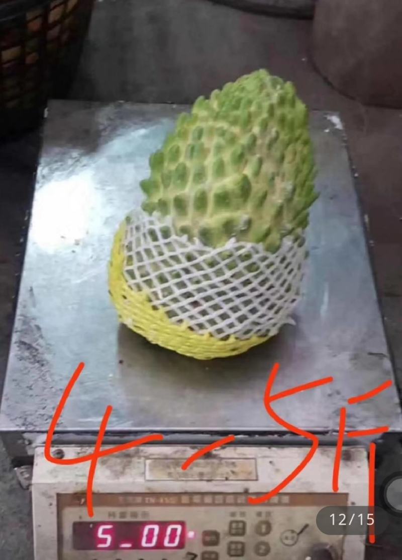新品种黄龙释迦苗凤梨释迦苗红皮释迦苗嫁接苗带土带叶发货