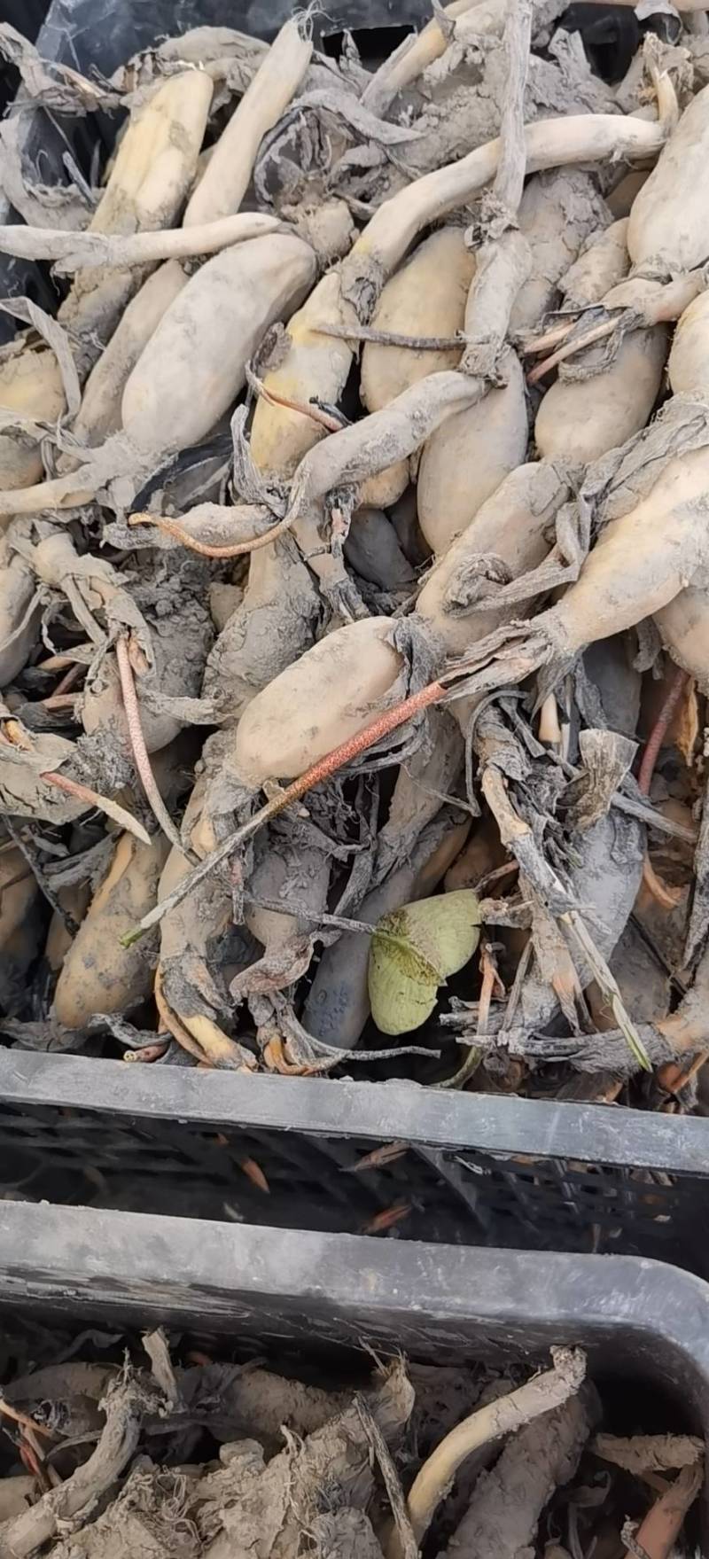 纯种太空36号莲蓬种苗