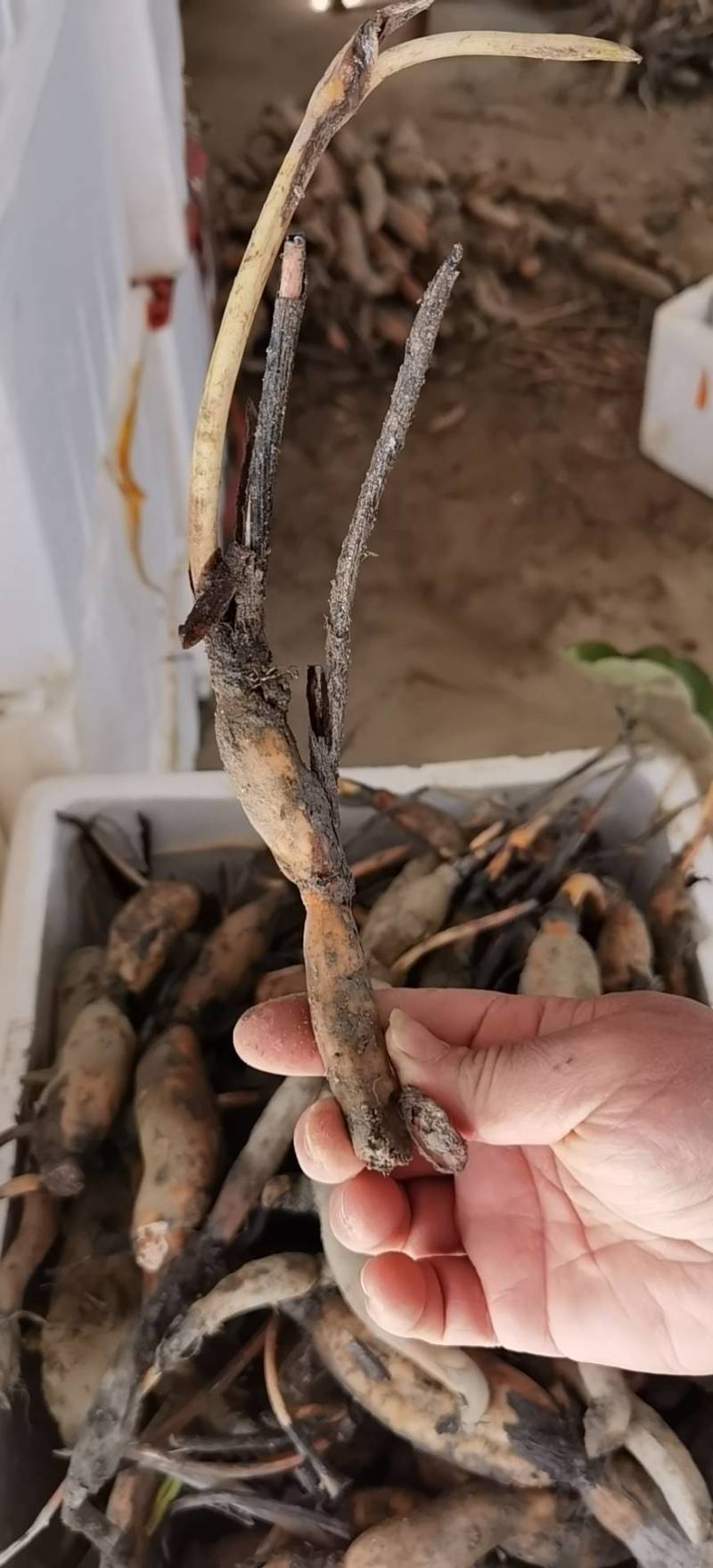 纯种太空36号莲蓬种苗
