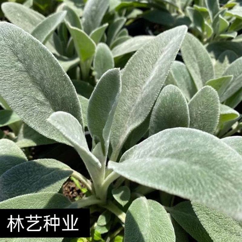 棉毛水苏盆栽多年生耐热耐寒宿根银色系植物阳台庭院花镜花