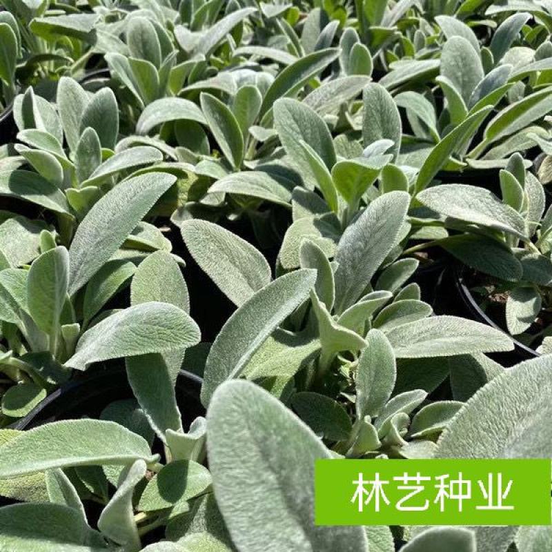 棉毛水苏盆栽多年生耐热耐寒宿根银色系植物阳台庭院花镜花