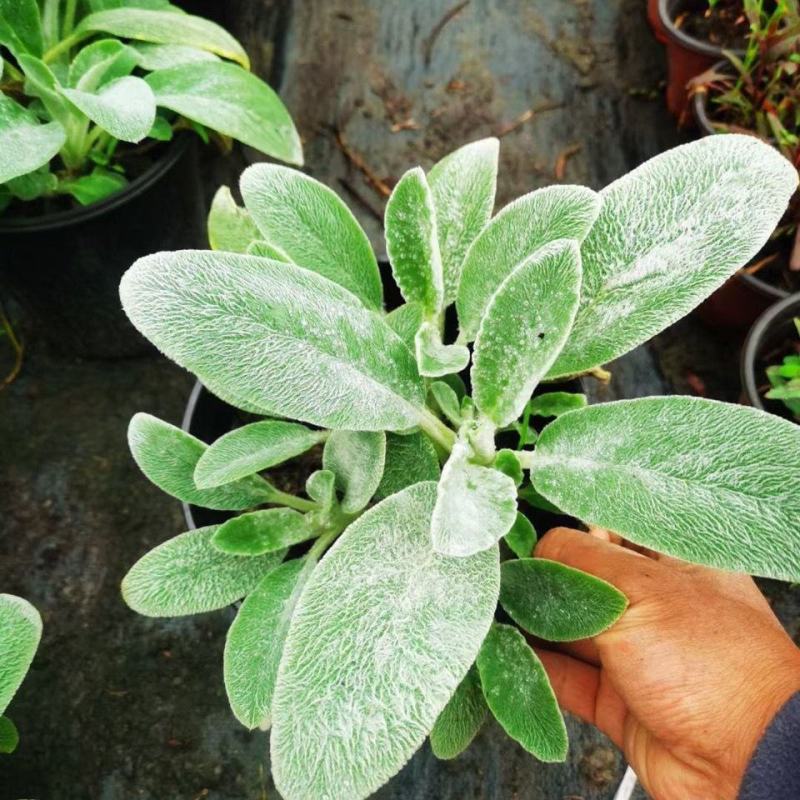 棉毛水苏盆栽多年生耐热耐寒宿根银色系植物阳台庭院花镜花