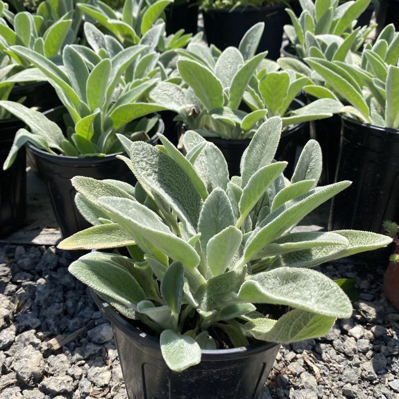 棉毛水苏盆栽多年生耐热耐寒宿根银色系植物阳台庭院花镜花