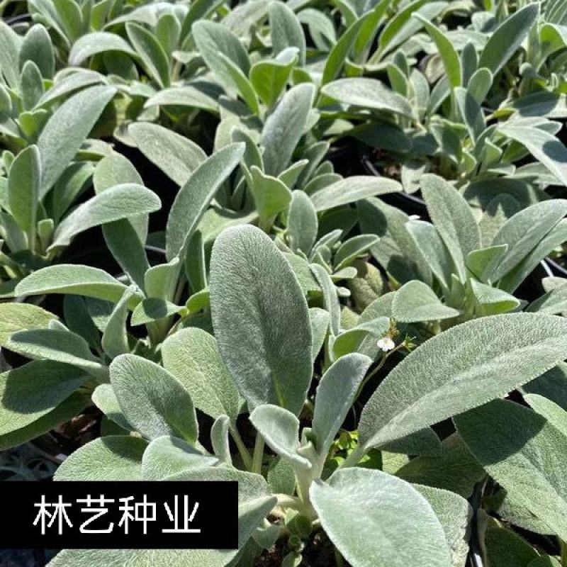 棉毛水苏盆栽多年生耐热耐寒宿根银色系植物阳台庭院花镜花