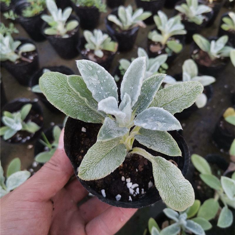 棉毛水苏盆栽多年生耐热耐寒宿根银色系植物阳台庭院花镜花
