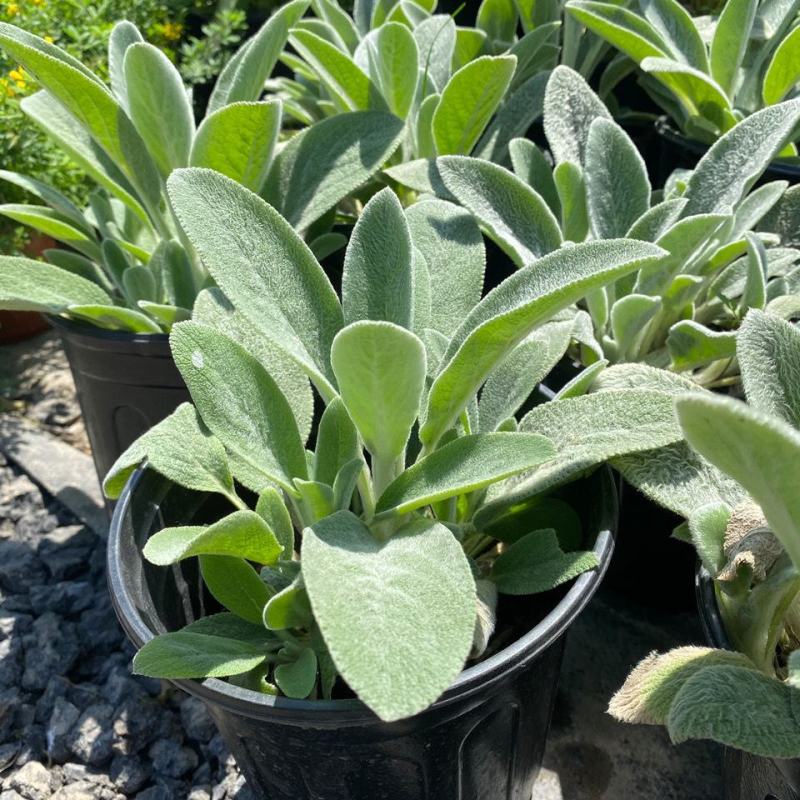 棉毛水苏盆栽多年生耐热耐寒宿根银色系植物阳台庭院花镜花