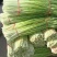 精品白帽，红帽蒜苔，对接各大批发市场及大型超市，一手货源