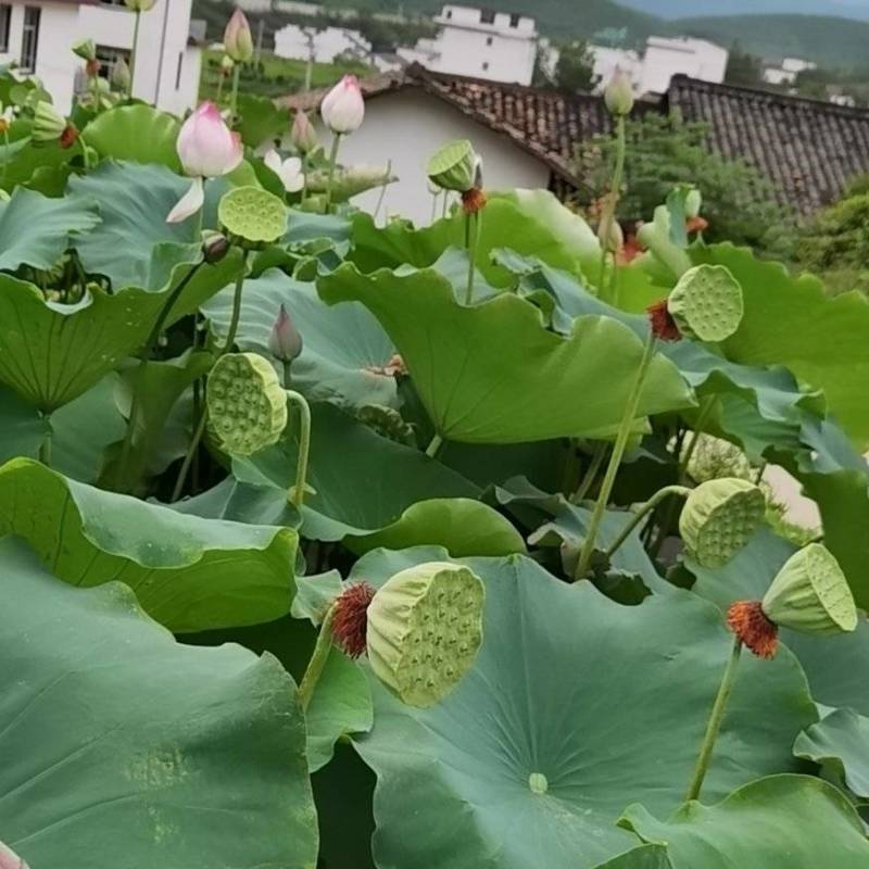 纯种太空36号莲蓬种苗