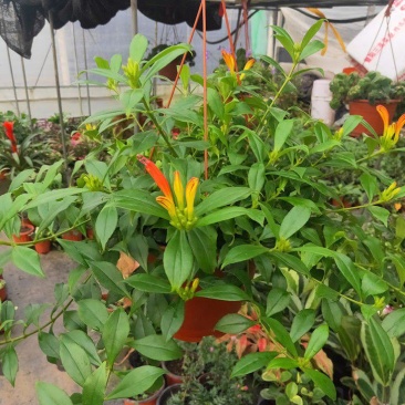 凤凰还巢又名红鲸鱼火凤凰金鱼花庭院阳台盆栽植物带花