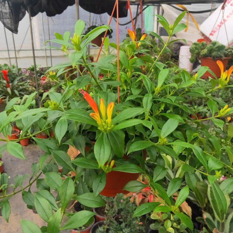 凤凰还巢又名红鲸鱼火凤凰金鱼花庭院阳台盆栽植物带花