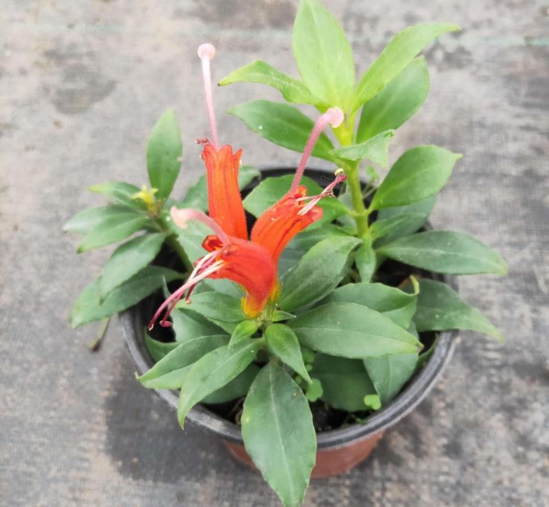 凤凰还巢又名红鲸鱼火凤凰金鱼花庭院阳台盆栽植物带花