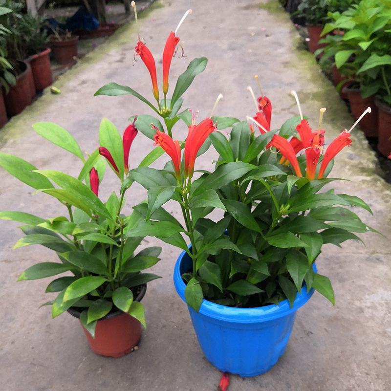凤凰还巢又名红鲸鱼火凤凰金鱼花庭院阳台盆栽植物带花