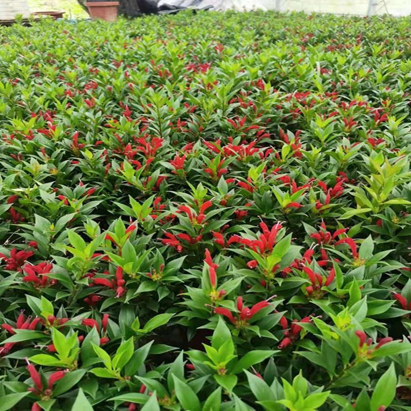 凤凰还巢又名红鲸鱼火凤凰金鱼花庭院阳台盆栽植物带花