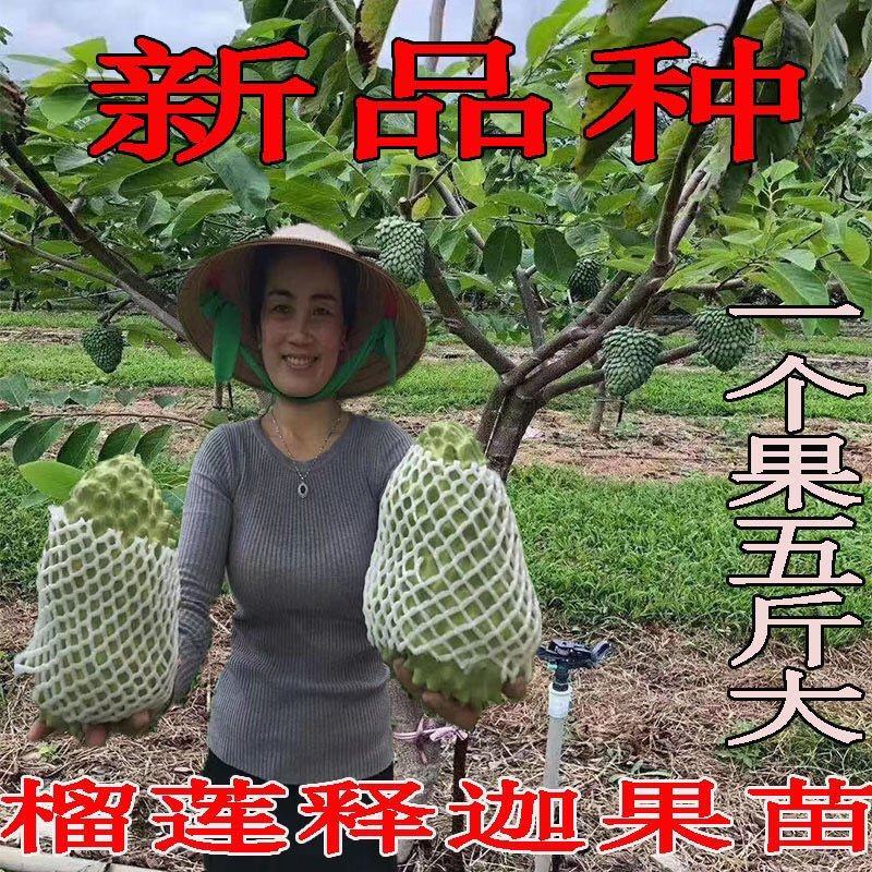 新品种榴莲释迦果苗嫁接苗正品苗榴莲释迦果苗基地直发包邮