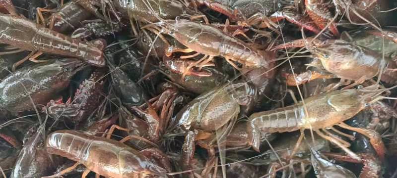 产地直供，好水养好虾，湖北洪湖小龙虾，规格齐全，价格美丽