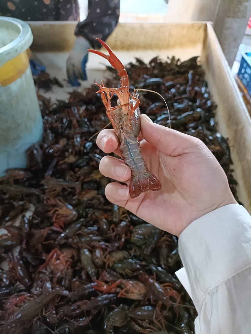 产地直供，好水养好虾，湖北洪湖小龙虾，规格齐全，价格美丽