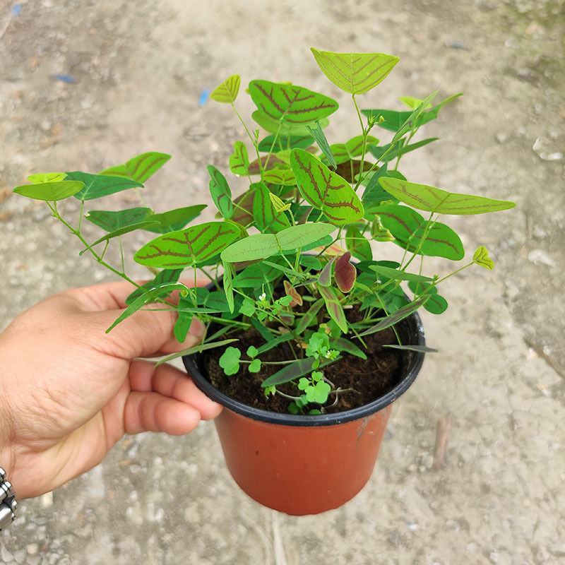 飞机草盆栽网红绿植进口斑叶蝙蝠草热带观叶植物大仙女绿天鹅
