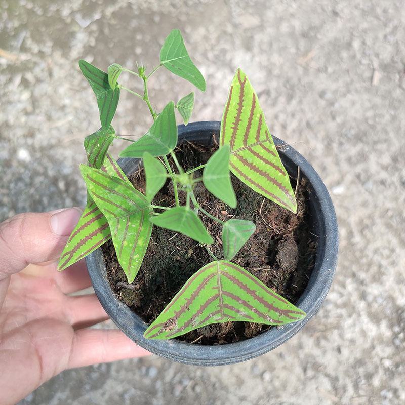 飞机草盆栽网红绿植进口斑叶蝙蝠草热带观叶植物大仙女绿天鹅