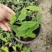 飞机草盆栽网红绿植进口斑叶蝙蝠草热带观叶植物大仙女绿天鹅