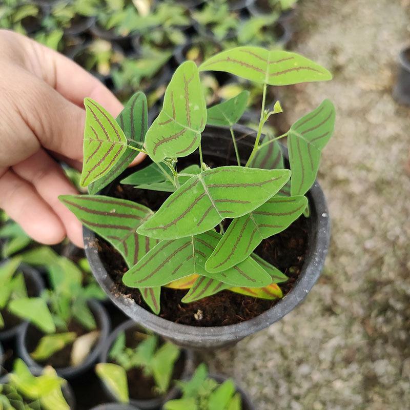 飞机草盆栽网红绿植进口斑叶蝙蝠草热带观叶植物大仙女绿天鹅