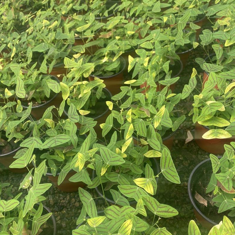 飞机草盆栽网红绿植进口斑叶蝙蝠草热带观叶植物大仙女绿天鹅