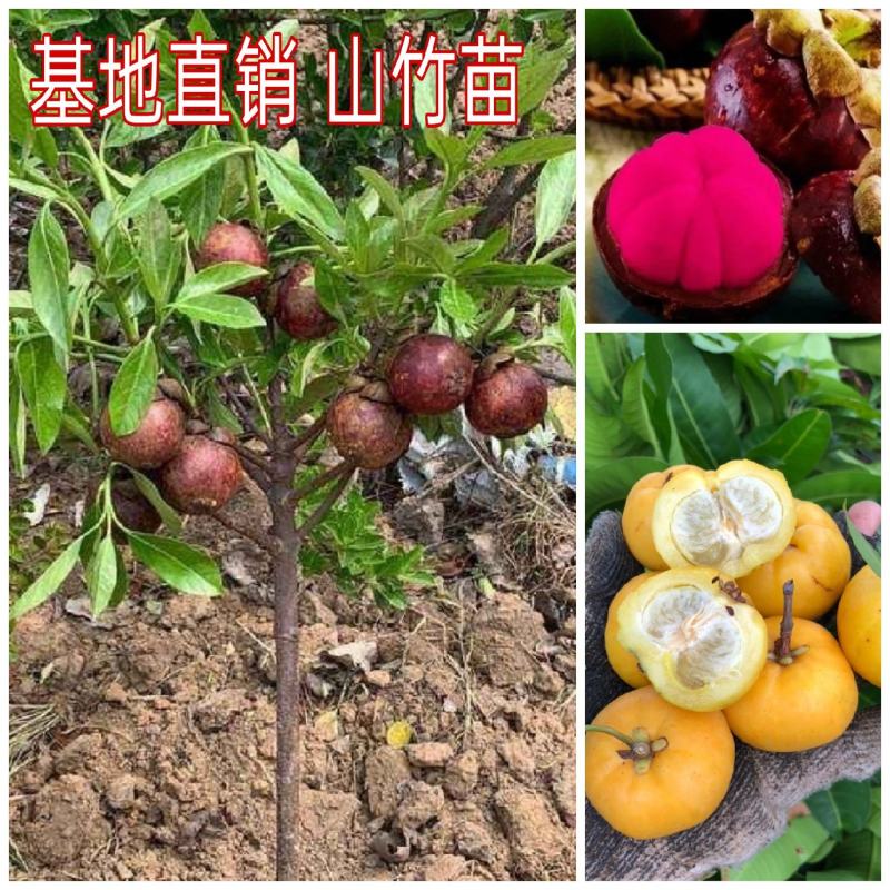 泰国山竹苗泰国无籽山竹苗岭南山竹树苗南北方种植