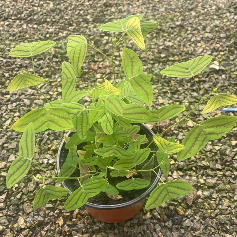 飞机草盆栽网红绿植进口斑叶蝙蝠草热带观叶植物大仙女绿天鹅
