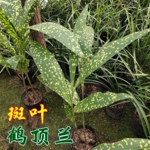 斑叶鹤顶兰地生兰大花大叶兰黄花鹤顶兰室内外盆栽绿植