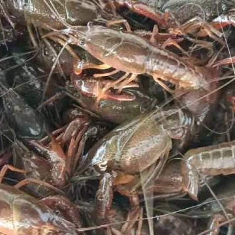 正宗湖北洪湖清水小龙虾只只满肉，品质保障合作塘口直供！