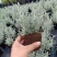 绵山菊盆栽苗银香菊小苗耐寒灌木香草植物驱虫驱蚊